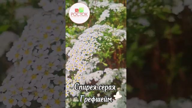 Очаровательная спирея Грефшейм в питомнике Росток 🤩 смотреть онлайн
