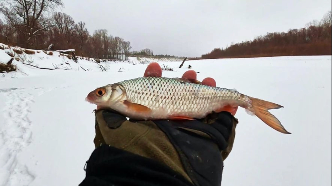 НЕ ОЖИДАЛ ТАКОГО !!! РЫБАЛКА НА ОБИ ( Сузун ) 8 января 2024г. смотреть онлайн