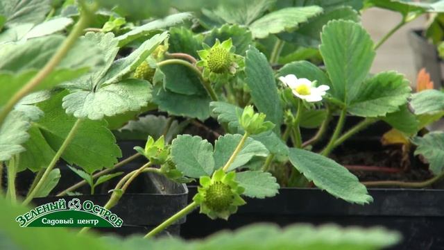 Ремонтантная земляника. Посадка на нетканный материал смотреть онлайн