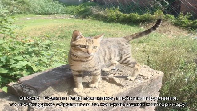 Китайская кошка: все о горной породе ли хуа смотреть онлайн