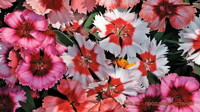 Гвоздика обыкновенная Микс (syzygium Aromaticum Mix) ? Микс обзор: как сажать, семена гвоздики Микс