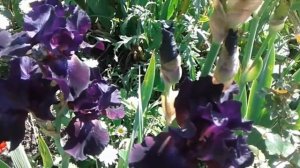 Ирис бородатый Черный Фантом.Iris Bearded Black Phantom.