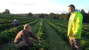 Сезонная работа в Финляндии. Сбор клубники.