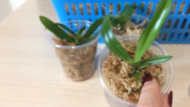 Сеянцы сортовых орхидей на продажу. Список сортов и ссылка на альбом для брони в описании к видео. смотреть онлайн