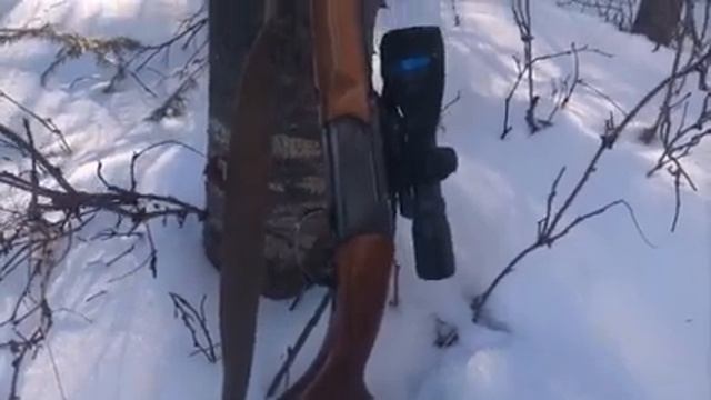 Проверка капканов на соболя