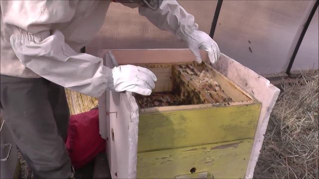 Пересадка пчёл в чистый улей весной смотреть онлайн