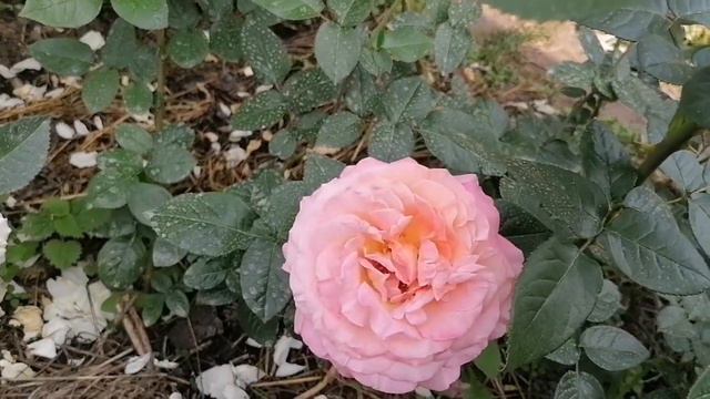 И ещё раз о... Розах🤗🤗🤗#цветениерозурал смотреть онлайн