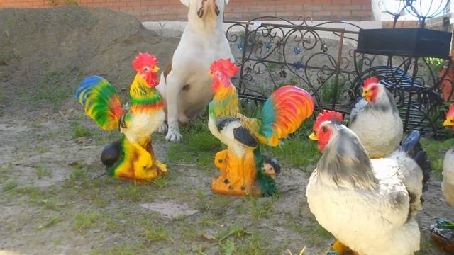 Петух испанский Садовые фигуры животных купить для ландшафтного дизайна сада дачного участка дома смотреть онлайн