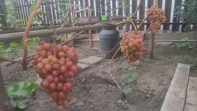 Виноград Дынька (Писанки.О.М) 13.08.2022 смотреть онлайн