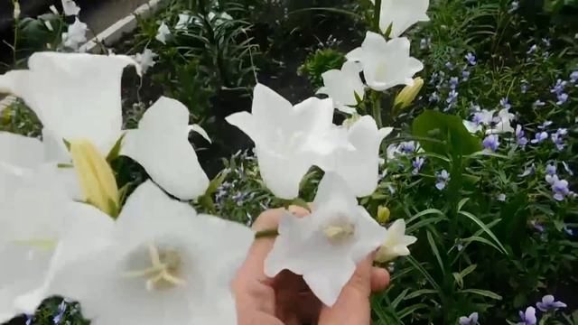 ?Колокольчик многолетний. Выращивание и уход в открытом грунте ? смотреть онлайн