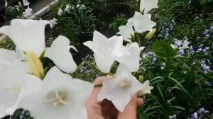 ?Колокольчик многолетний. Выращивание и уход в открытом грунте ?