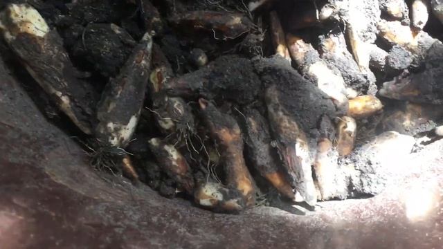 Еритроніум,собачий зуб,кандик Пагода .Пересадка #erythronium #мійсад #київ #україна2022 смотреть онлайн