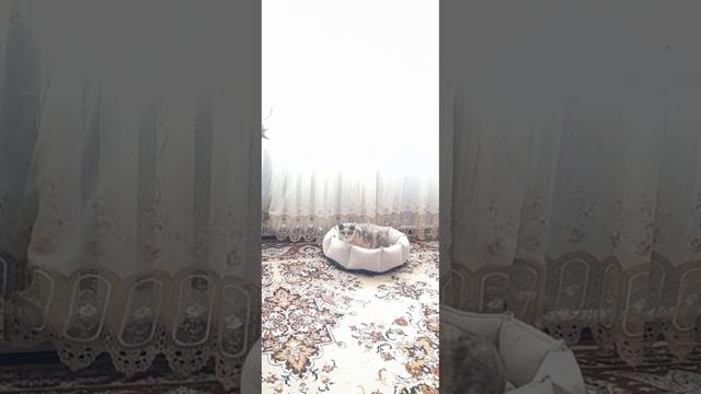 Что происходит с Кошкой Когда она Загуляла смотреть онлайн