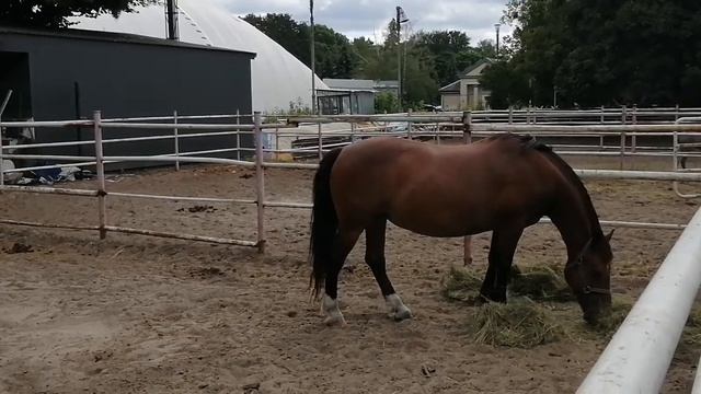 Прекрасный коричневый конь фыркает/ Beautiful Brown horse смотреть онлайн