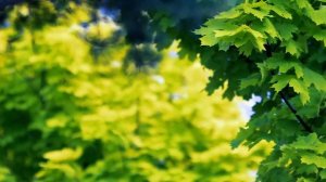 Яркий летний фон. Клён | Футажи красивая природа [FullHD]