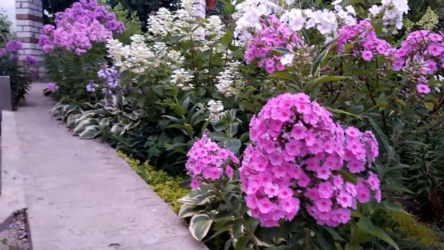 Флоксы в саду. смотреть онлайн