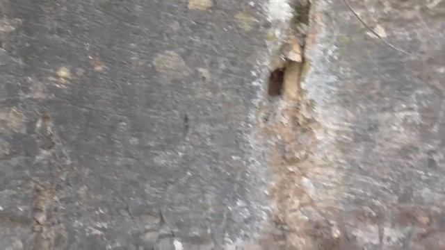 Замок Монфор — резиденция великих магистров Тевтонского ордена в 1230-71 г. смотреть онлайн