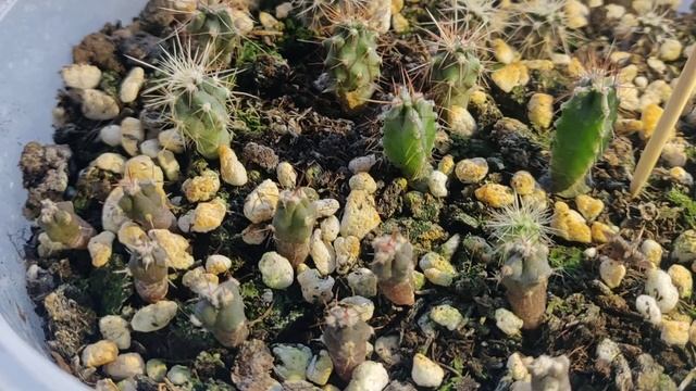 Кактусы из семян. 4 месяца спустя. Обзор. смотреть онлайн