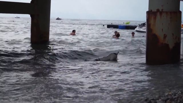Собака-ныряка из моря камни доставака смотреть онлайн