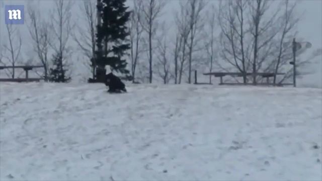 В США орёл унёс в когтях домашнюю кошку смотреть онлайн