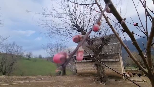 БАБУШКА ГОТОВИТ ВКУСНУЮ ЕДУ Азербайджанская Кухня Деревенская Кухня Рецепты смотреть онлайн