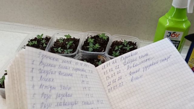 Эустома пошла в рост.Правильные подкормки дали хороший результат.08.02.2022 смотреть онлайн