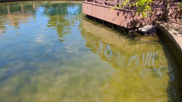 Прозрачный Пруд зарос!? Что стало с прудом спустя три года. Строительство прудов