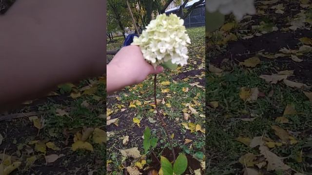 гортензия Пандора и Пандалус, 27 октября. результат после лечения. Минская область. смотреть онлайн