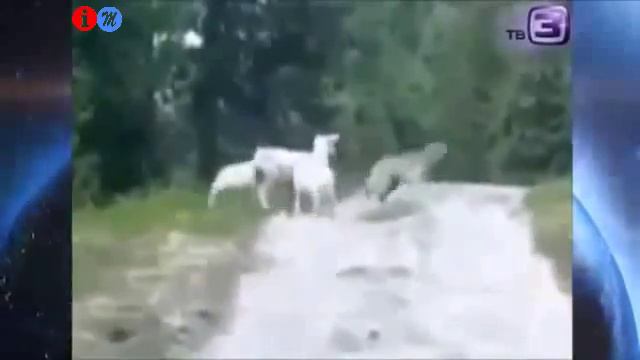 Волк испугался от барана / Wolf scared from sheep / Koyun kurtu korkuttu смотреть онлайн