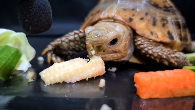 ASMR MUKBANG | TURTLE TORTOISE EATING 10 FOODS 먹방 ?142 смотреть онлайн