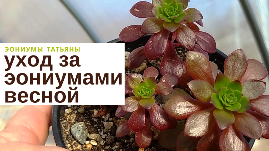 122. Уход за эониумами весной