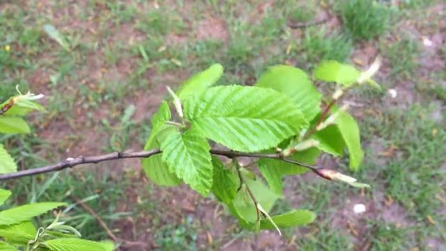 Hornbeam (Carpinus betulus) - leaves - April 2018 смотреть онлайн