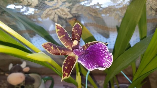 Зигопеталум пятнистый (Zygopetalum maculatum ) Домашнее цветение от а до я. Как ухаживать. Описание смотреть онлайн