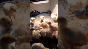 Система пропойки индюшат с первого дня