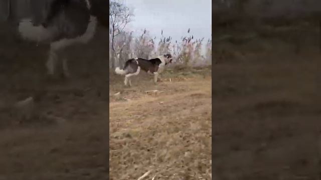 Майк сын Тайсона финалиста Кавказа. внук Хатаба и внук Щау Чемпиона Ю-России смотреть онлайн