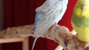 САМКА ПОПУГАЯ НЕ МОЖЕТ СНЕСТИ ЯЙЦО! ПРОСИТ О ПОМОЩИ! ЗАСТРЯЛО ЯЙЦО!