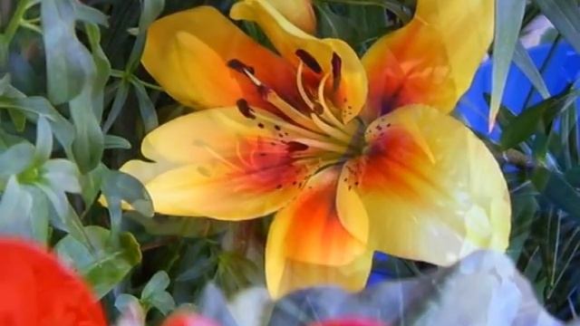 ЛИЛИЯ grand cru (желтая ). Мой балкон 2010 смотреть онлайн