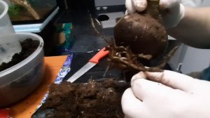 Гиппеаструм. Что делать после покупки.