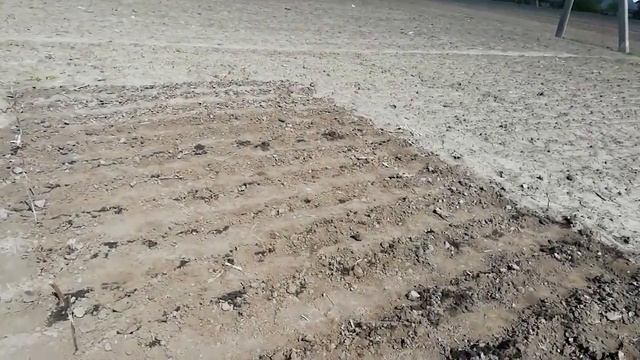 Конечный результат !!! Посадка стратифицированного медвежьего ореха весной! смотреть онлайн