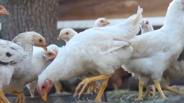 Les moyens efficaces pour lutter contre la coccidiose chez les poulets смотреть онлайн