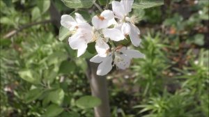 Panasonic HC-VX980 Тест видео 1080p