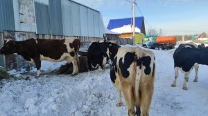 Как повысить удои молока у коров? Простые, но эффективные методы.