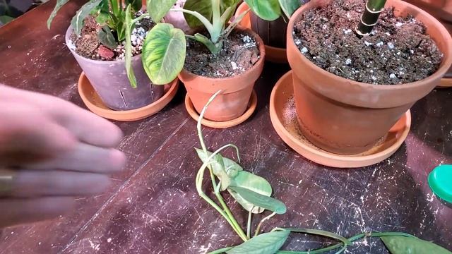 CEBU BLUE (EPIPREMNUM PINNATUM) | Care And Propagation With Updates #houseplants #cebublue #pothos