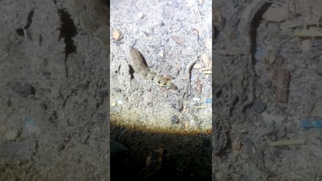 огромная гусеница с мордочкой хорька #shorts смотреть онлайн