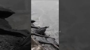 Ворона ловит рыбу. рыбалка