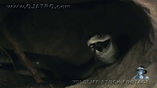 Black Mamba Hunting Rodents 04, Time Lapse Speed X2