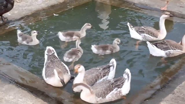 CALL DUCK & CAYUGA AFTER THE CREATE A NEW HYBRID IN THE BACKYARD