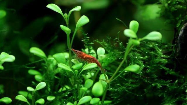 Креветки в общем аквариуме смотреть онлайн