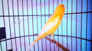Пение Канарейки Для Обучения 2 Канарейки. Песня канарейка. Тренировка канареек кенара поёт Птицы 🐦👌