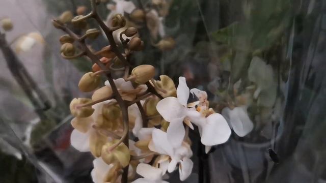 Лиодоро, Виолет квин, Стюартиана и другие орхидеи с названиями в магазине Экофлора. смотреть онлайн